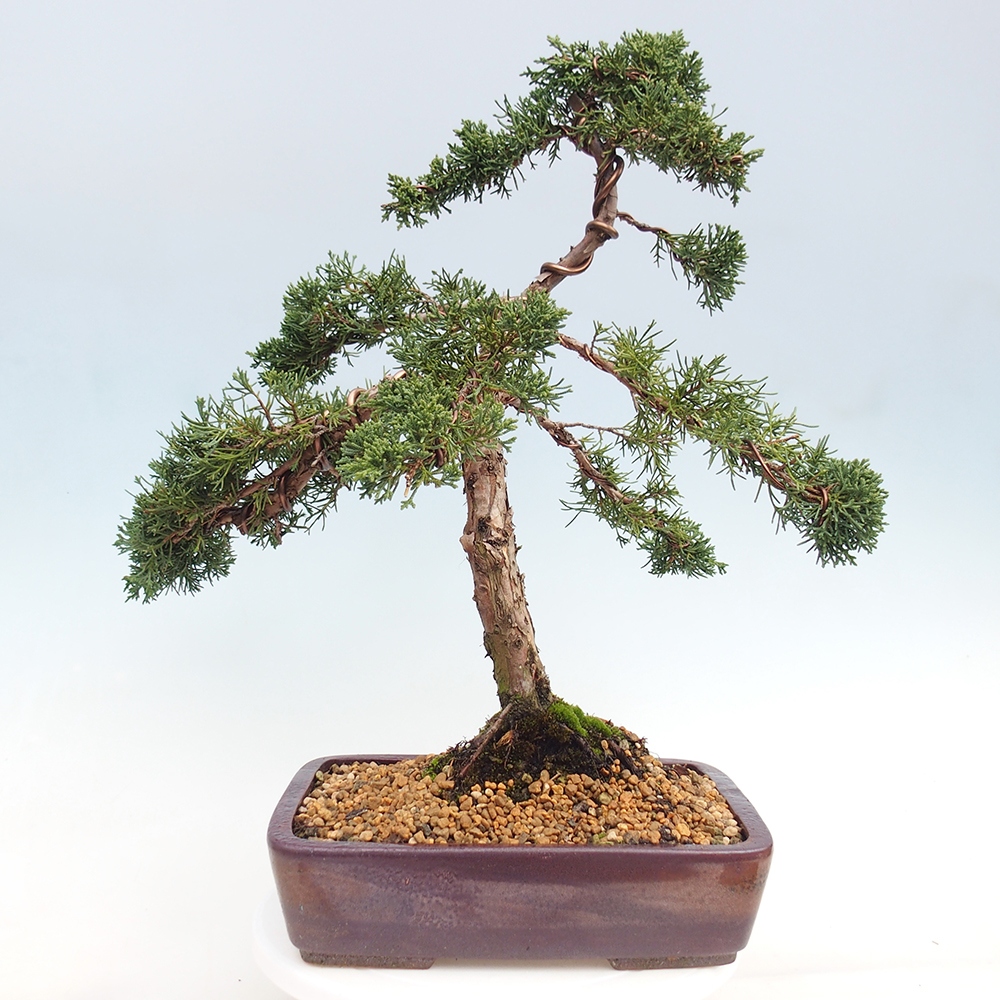 Vonkajšie bonsai - Juniperus chinensis Kishu -Jalovec čínsky