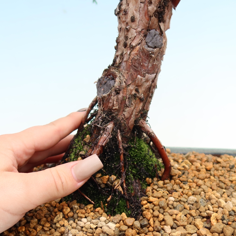 Vonkajší bonsaj - Juniperus chinensis Kishu