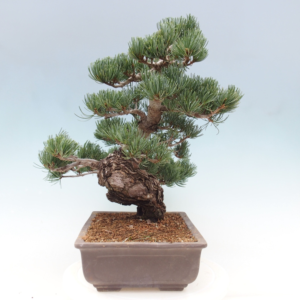 Vonkajšie bonsai - Pinus parviflora - Borovica drobnokvetá
