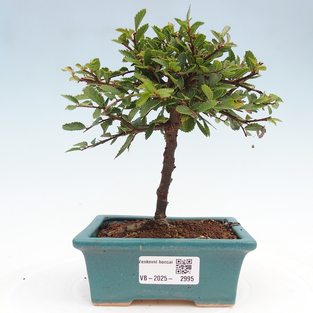 Vonkajší bonsai - Ulmus parvifolia Sagei - Malolistý brest