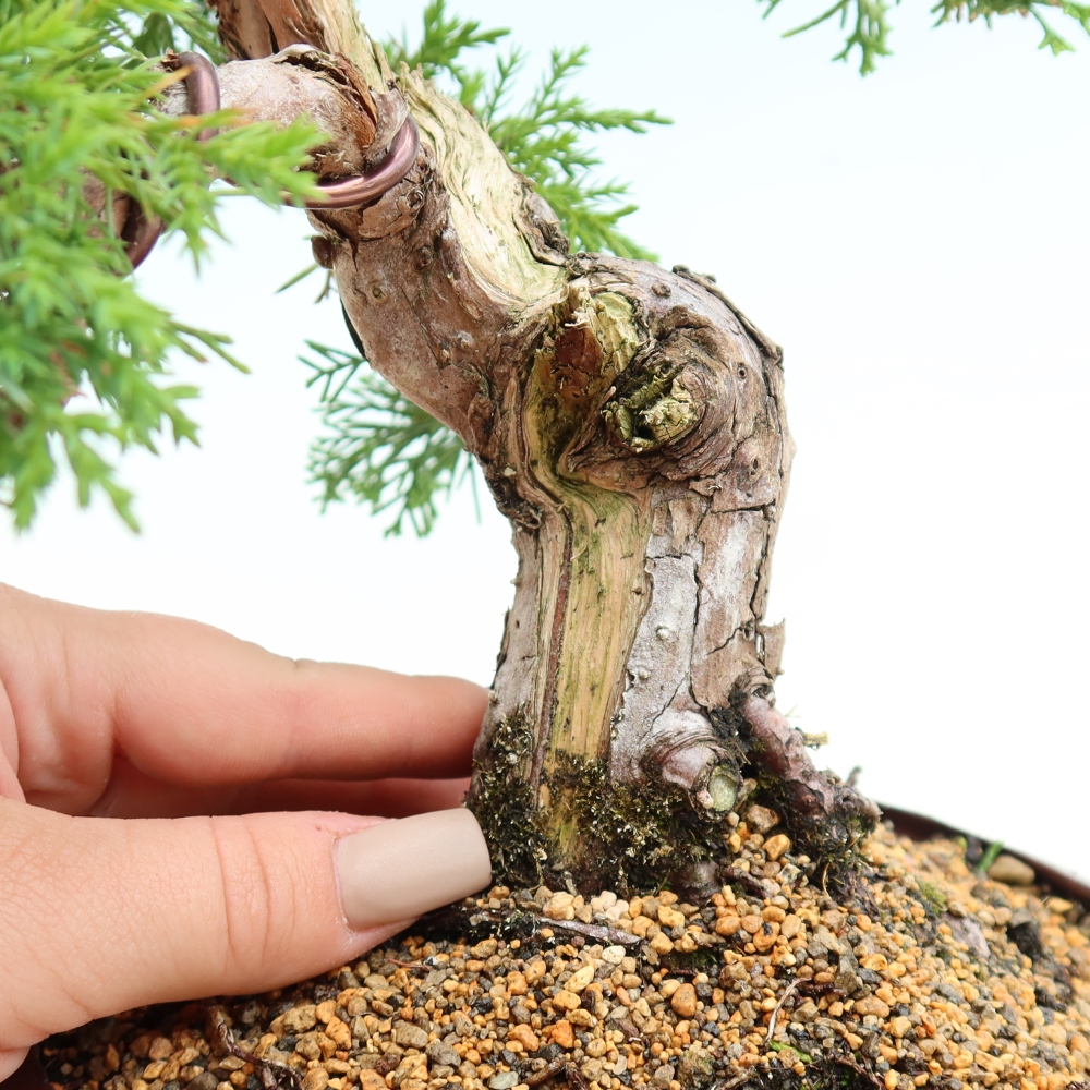 Vonkajší bonsai – Juniperus chinensis Itoigawa – čínsky jalovec