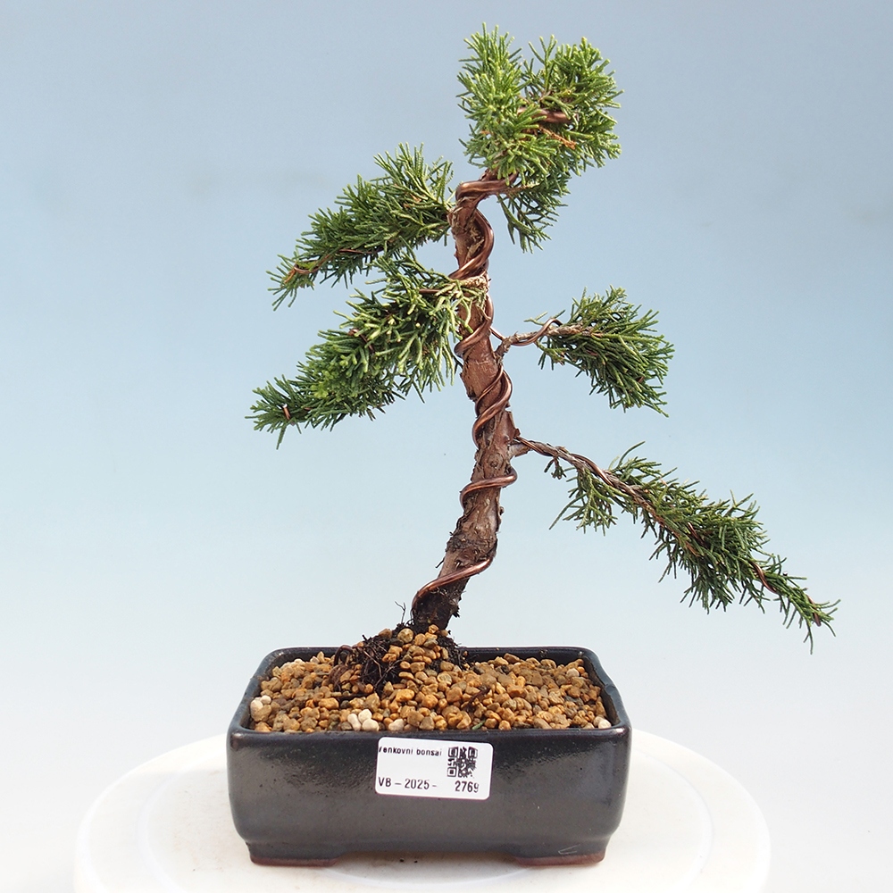 Vonkajší bonsai - Juniperus chinensis Kishu -Jalovec čínsky