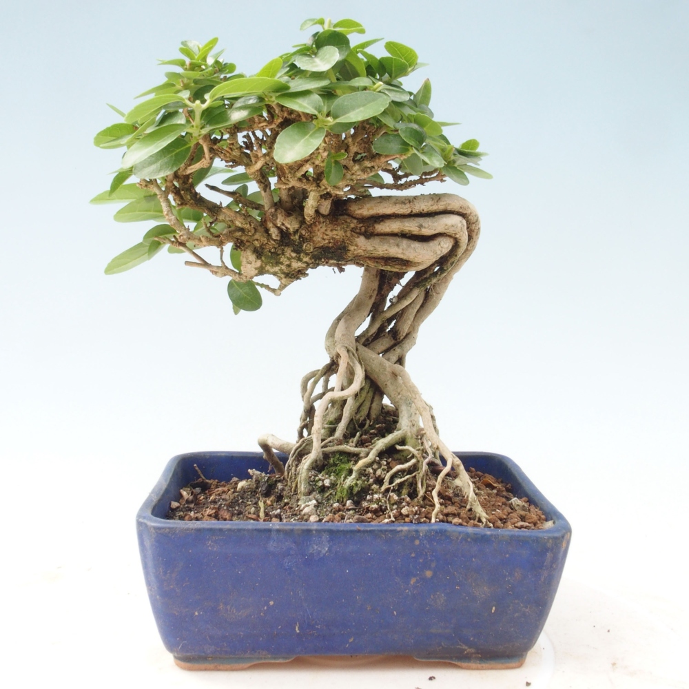 Izbová bonsai - Premna serratifolia - Kozlovoň malolistá