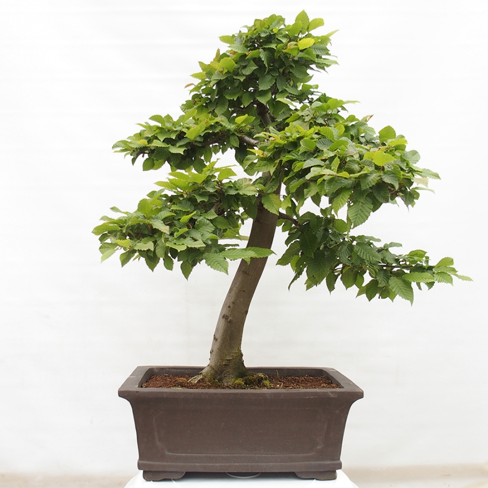 Vonkajší bonsai - Hrab obyčajný - Carpinus betulus