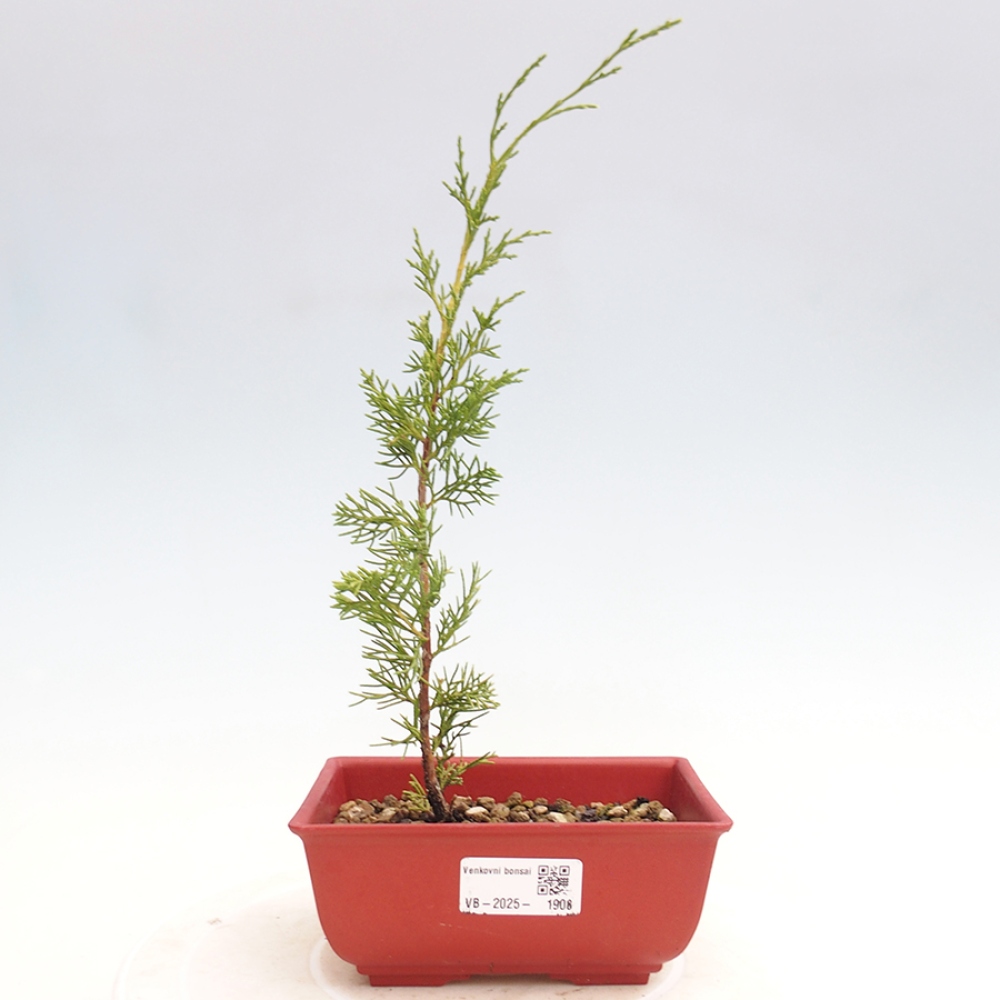 Vonkajší bonsai - Juniperus chinensis Itoigawa -Jalovec čínsky