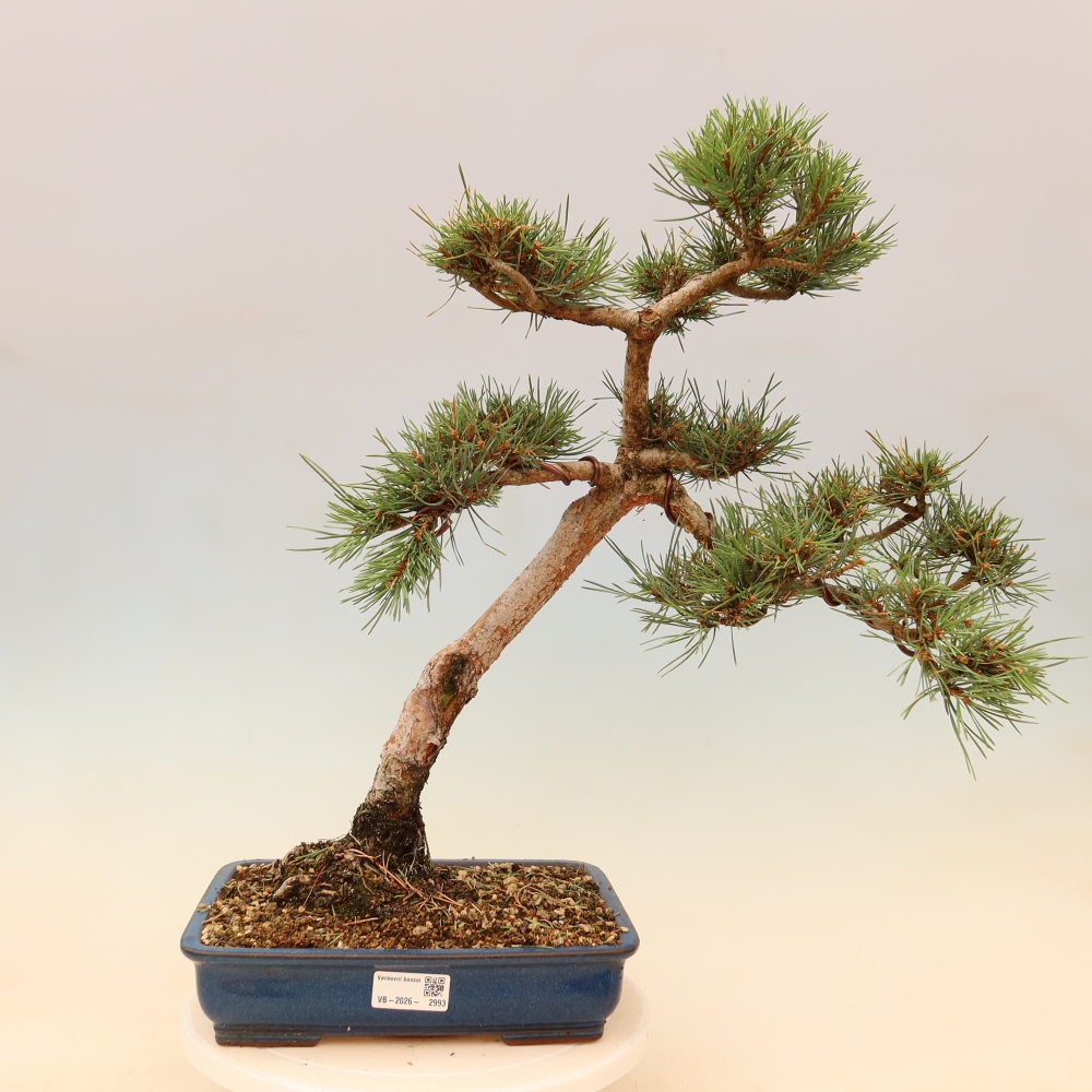 Vonkajšie bonsaje – Pinus Sylvestris Watererri – borovica lesná