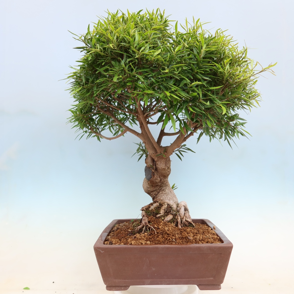 Izbové bonsaje - Ficus nerifolia - fíkus drobnolistý