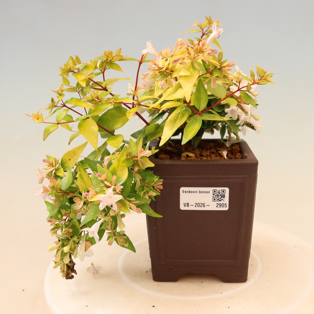 Vonkajší bonsai – Abelia gr. Kleidoscope – Abélie veľkokvetá