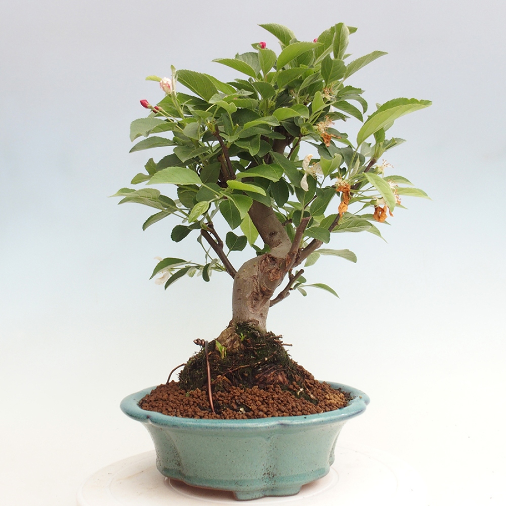 Vonkajší bonsai -Malus halliana - Maloplodá jabloň