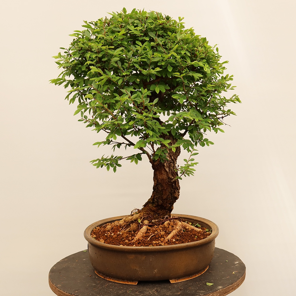 Vonkajšie bonsai - Zelkova - Zelkova NIRE
