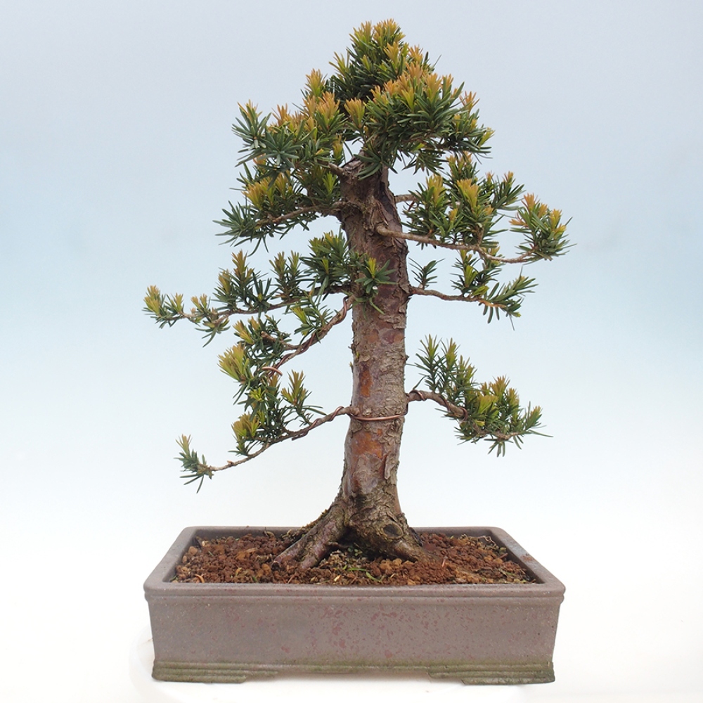 Vonkajší bonsai - Taxus cuspidata - Tis japonský
