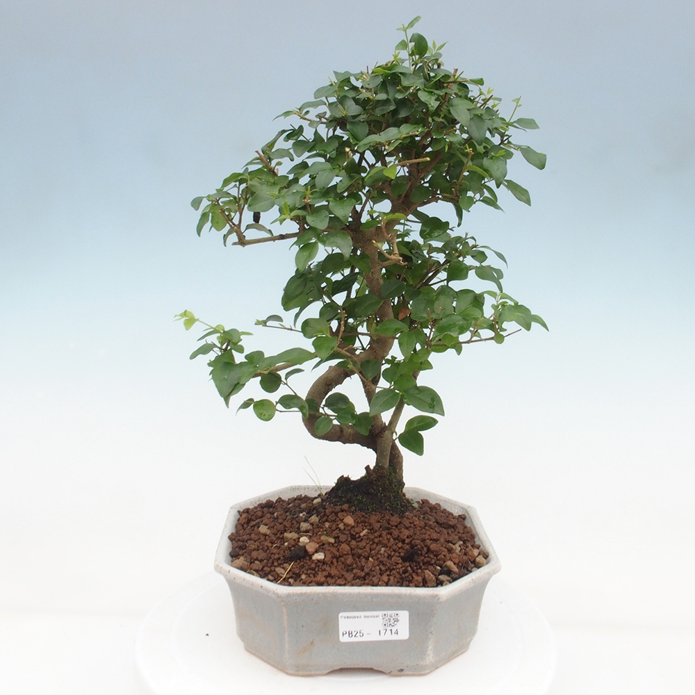 Izbová bonsai -Ligustrum chinensis - Vtáčí zob