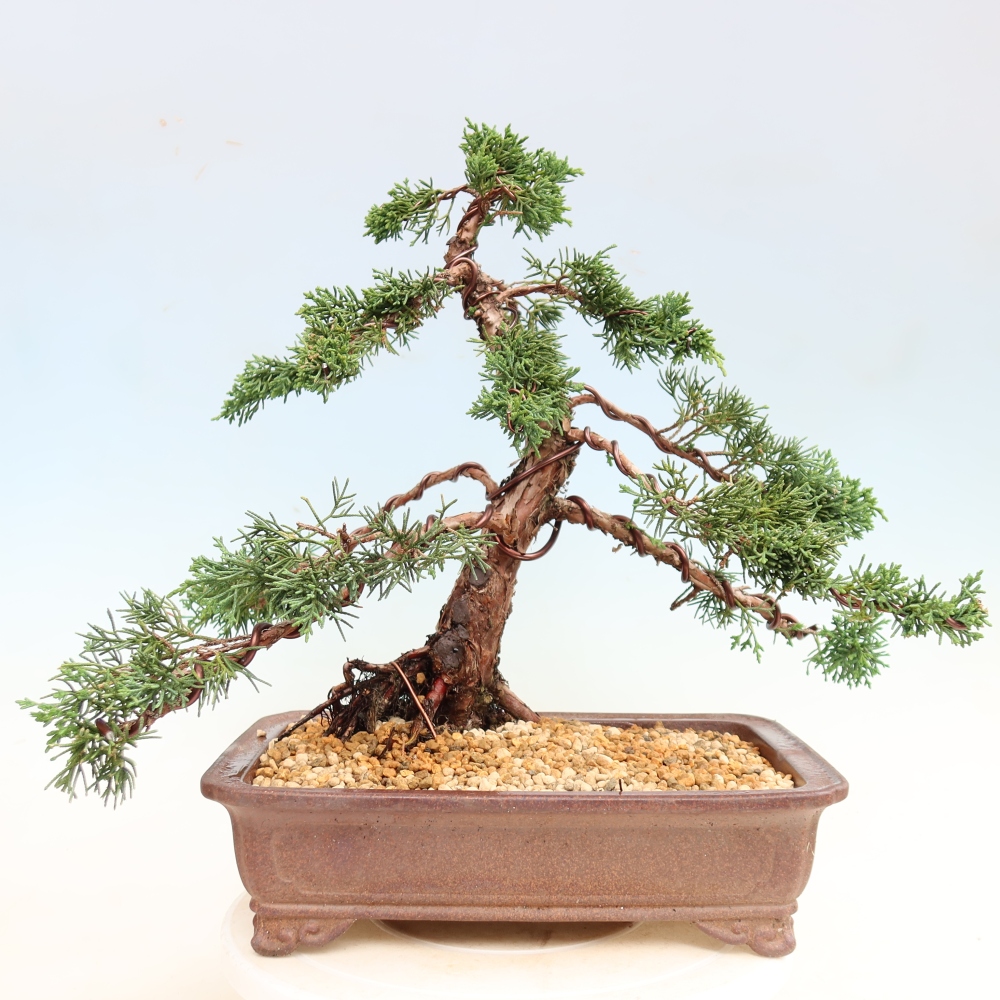 Vonkajší bonsaj - Juniperus chinensis Kishu