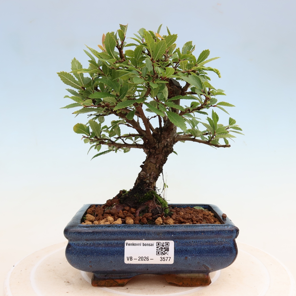Vonkajšie bonsaje - Zelkova - Zelkova NIRE