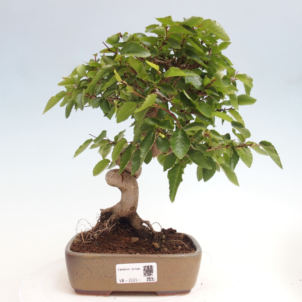 Vonkajší bonsai -Carpinus CARPINOIDES - Hrab kórejský