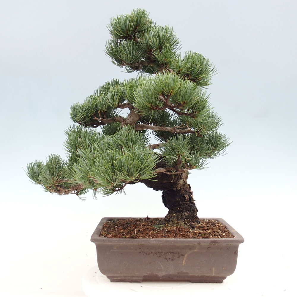 Vonkajšie bonsai - Pinus parviflora - Borovica drobnokvetá