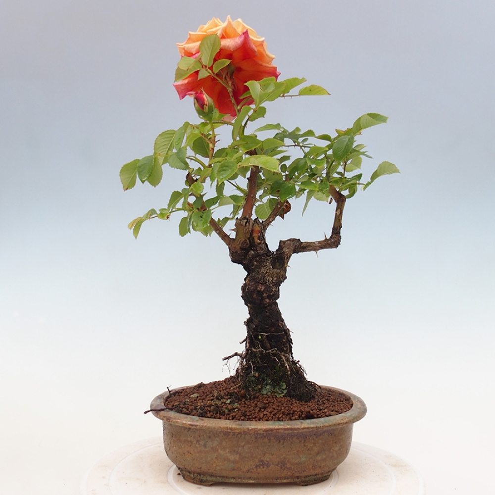 Vonkajší bonsai - Rosa Kordes - ruža