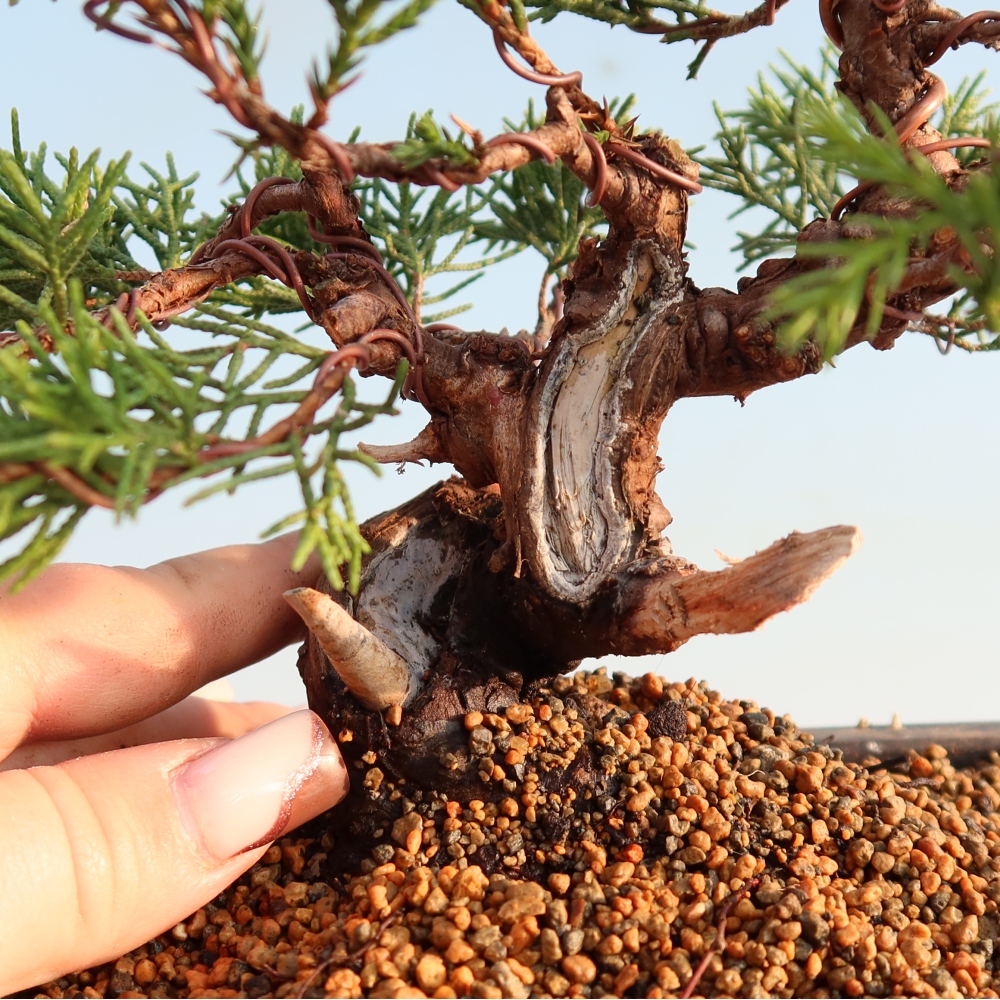 Vonkajší bonsai - Juniperus chinensis Itoigawa -Jalovec čínsky