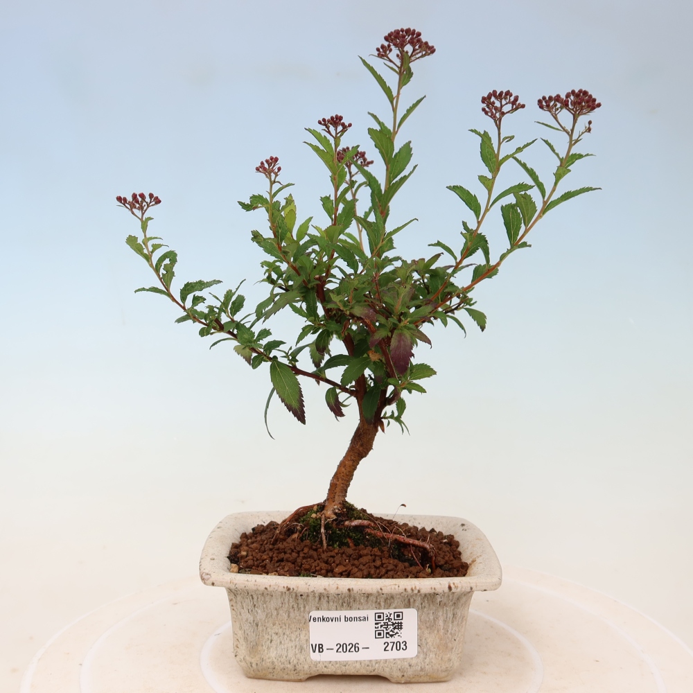 Vonkajší bonsai – spirea japonská – Spirea japonica Anthony Waterer