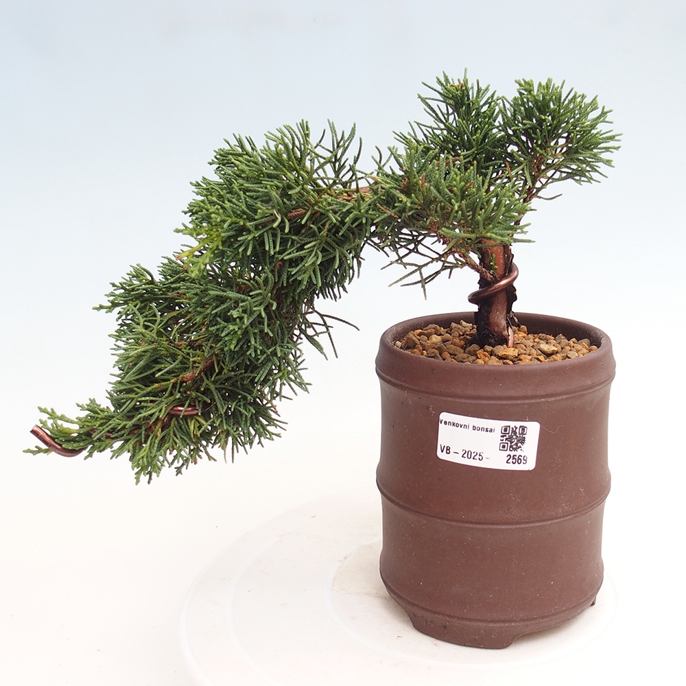 Vonkajší bonsai - Juniperus chinensis Kishu -Jalovec čínsky