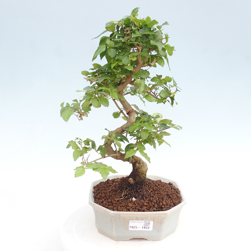 Izbová bonsai -Ligustrum chinensis - Vtáčí zob