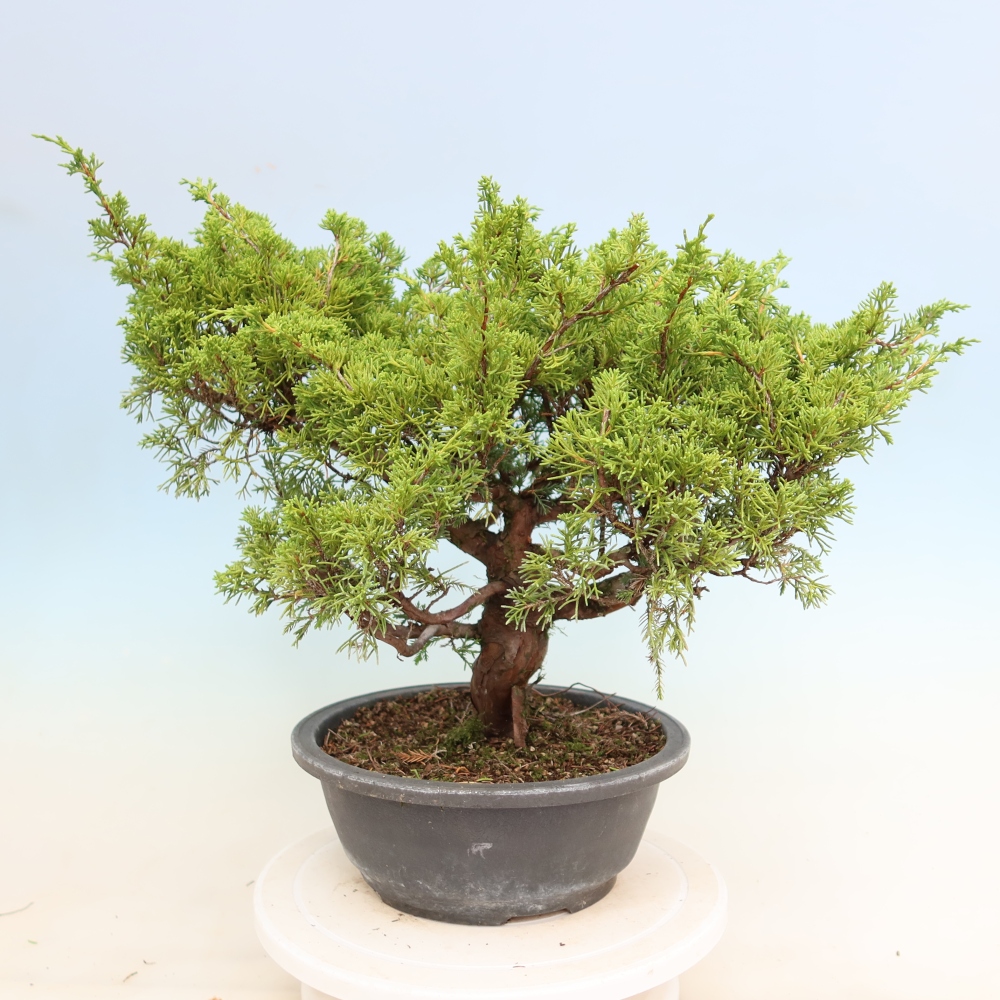 Vonkajší bonsai – Juniperus chinensis Itoigawa – čínsky jalovec