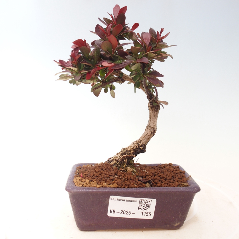 Vonkajší bonsai - Berberis thunbergii Kobold - Drištál Thunbergov