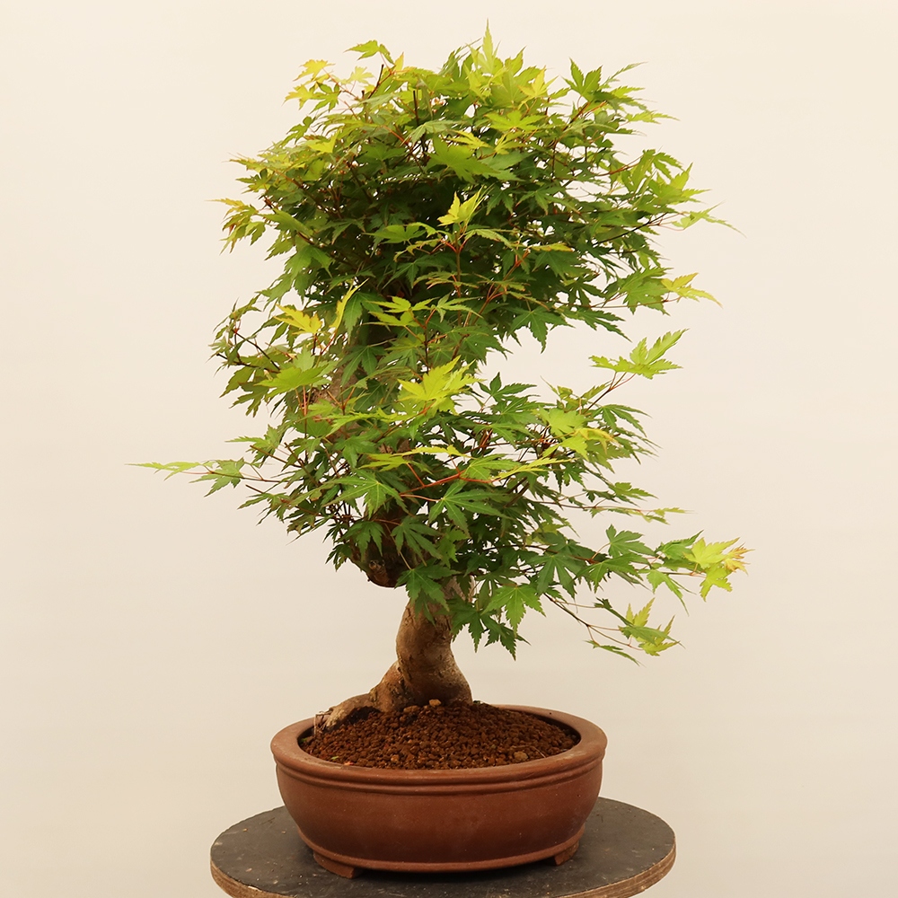Vonkajšie bonsaje - Maple palmatum - Palmy