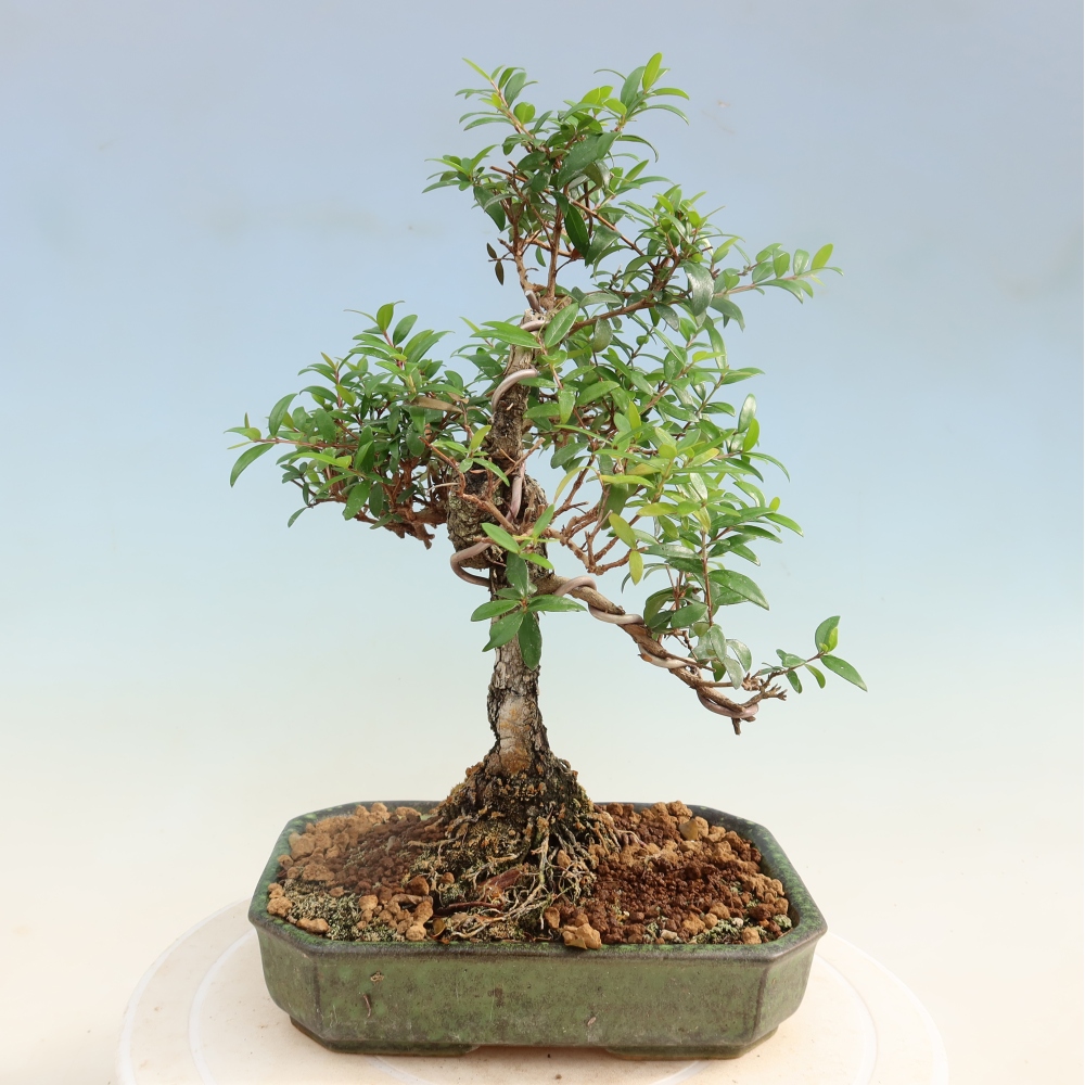 Izba bonsai – Myrtus communis – myrta obyčajná