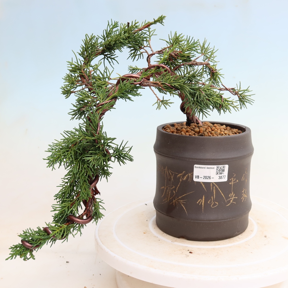 Vonkajší bonsaj - Juniperus chinensis Kishu