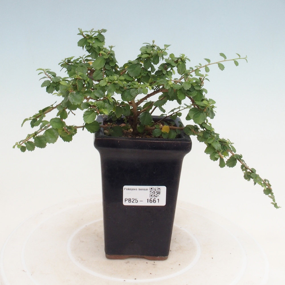 Izbová bonsai - Grewia sp. - Grewie malolistá