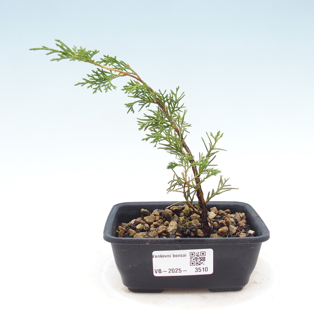 Vonkajší bonsaj - Juniperus chinensis Itoigawa