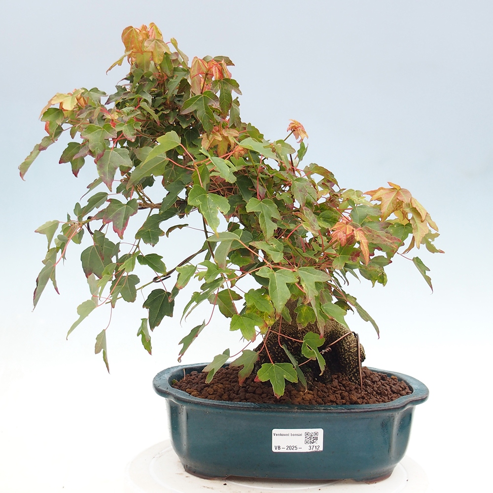 Vonkajšie bonsai - Javor Buergerianum - Javor Burgerův