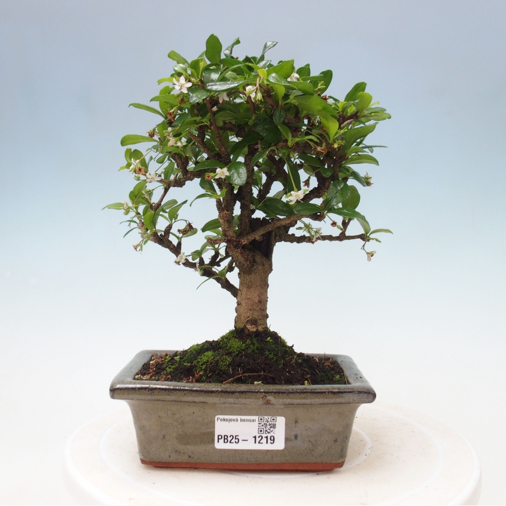 Izbová bonsai - Carmona macrophylla - Čaj fuki