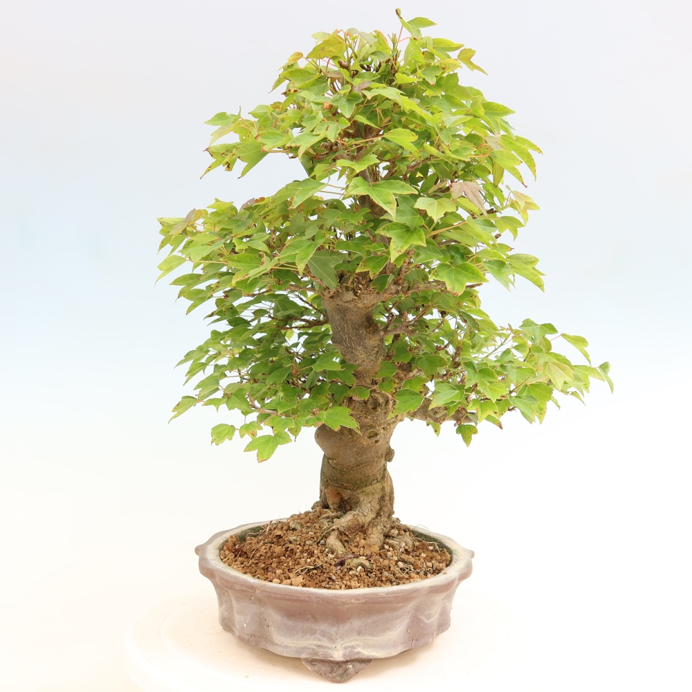 Vonkajšie bonsaje - Javor Burger - Acer Burgerianum