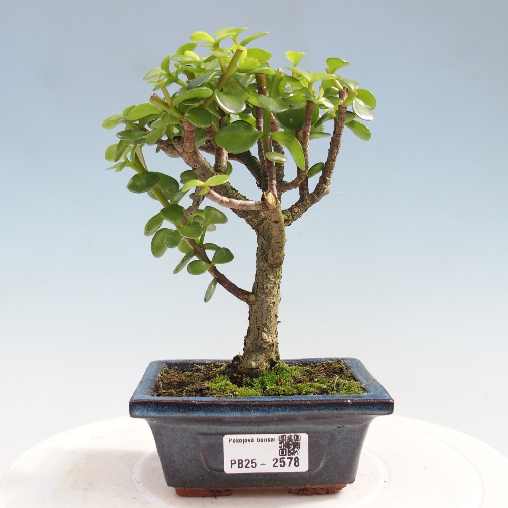 Izbová bonsai - Portulakaria Afra - Tlustice