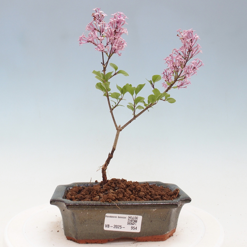 Vonkajší bonsai - Syringa Meyeri Palibin - Orgován Meyerov