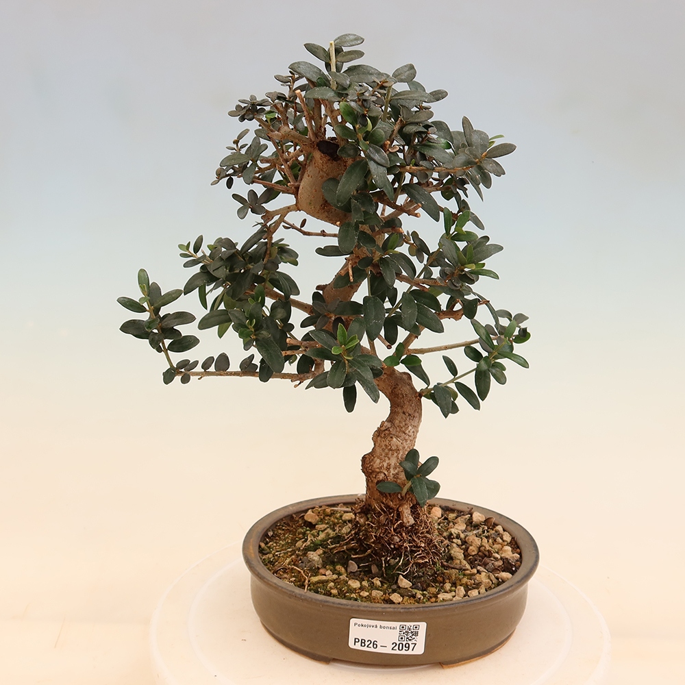Izbový bonsaj - Olea europaea sylvestris