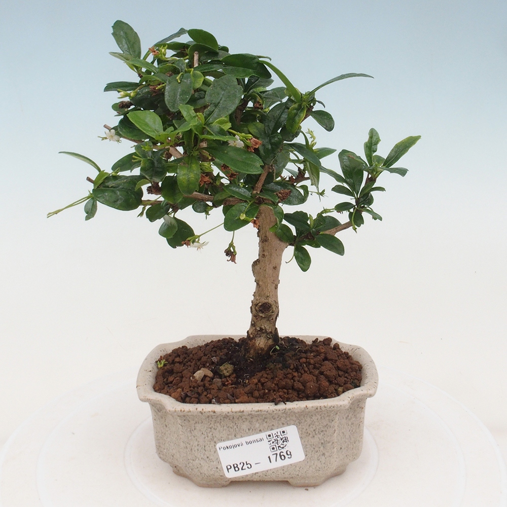 Izbová bonsai - Carmona macrophylla - Čaj fuki