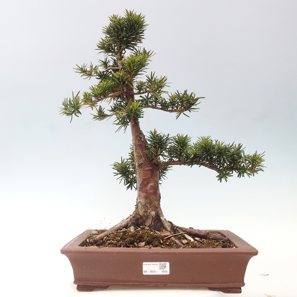 Vonkajší bonsai - Taxus cuspidata - Tis japonský