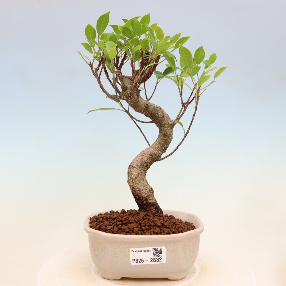 Izbové bonsaje - Ficus kimmen - drobnolistý fikus