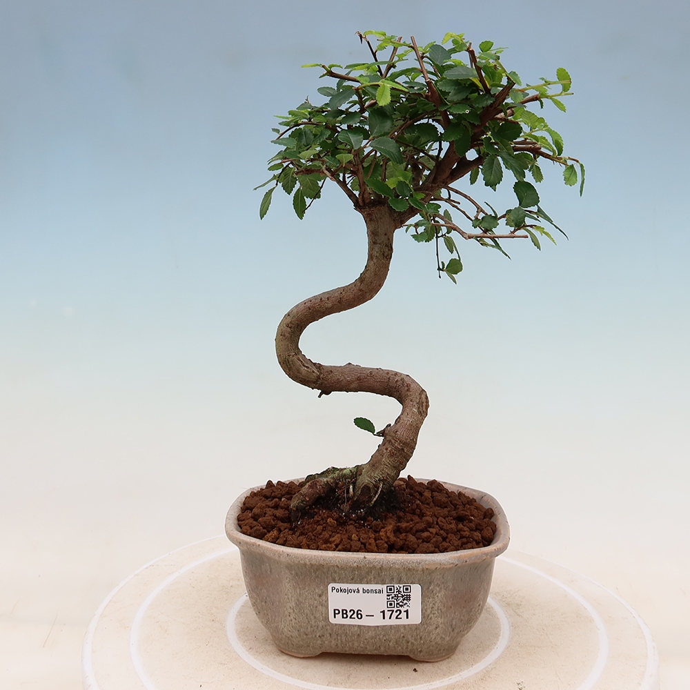 Izbový bonsaj - Ulmus parvifolia - brest malolistý