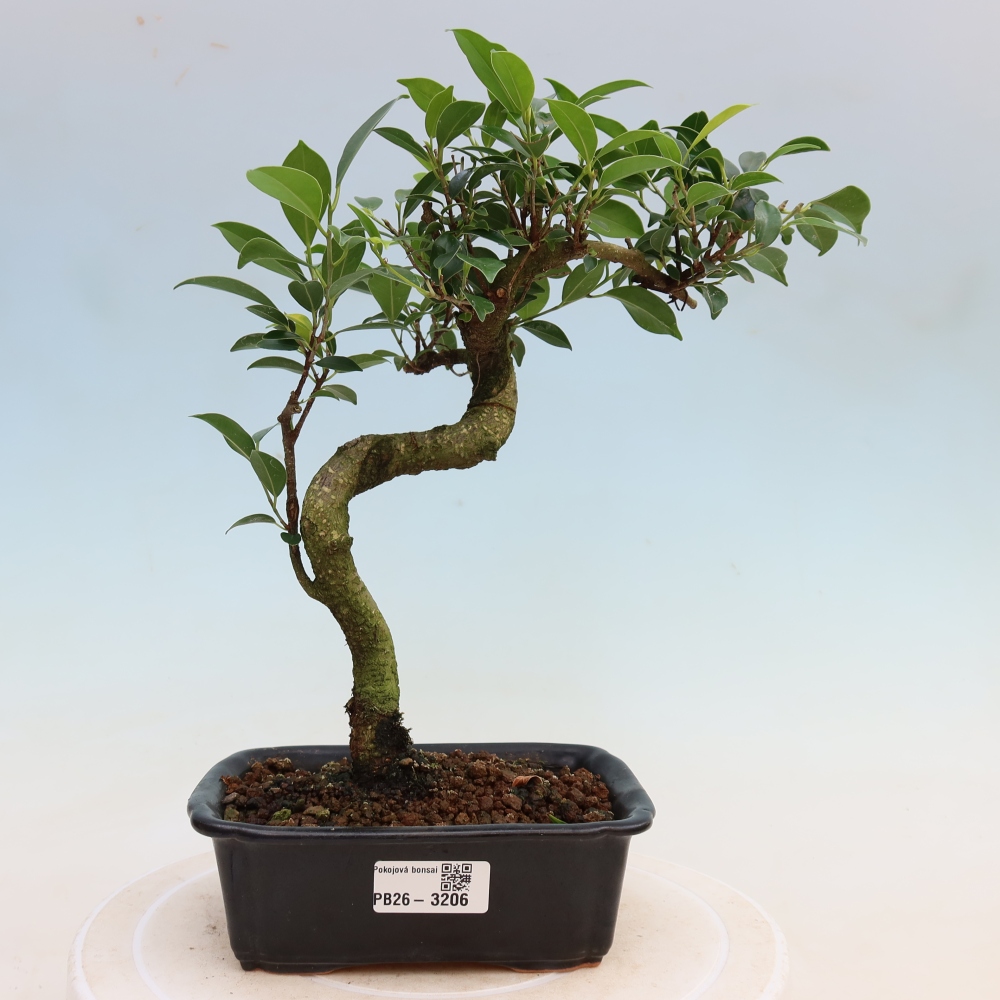 Izbové bonsaje - Ficus kimmen - drobnolistý fikus