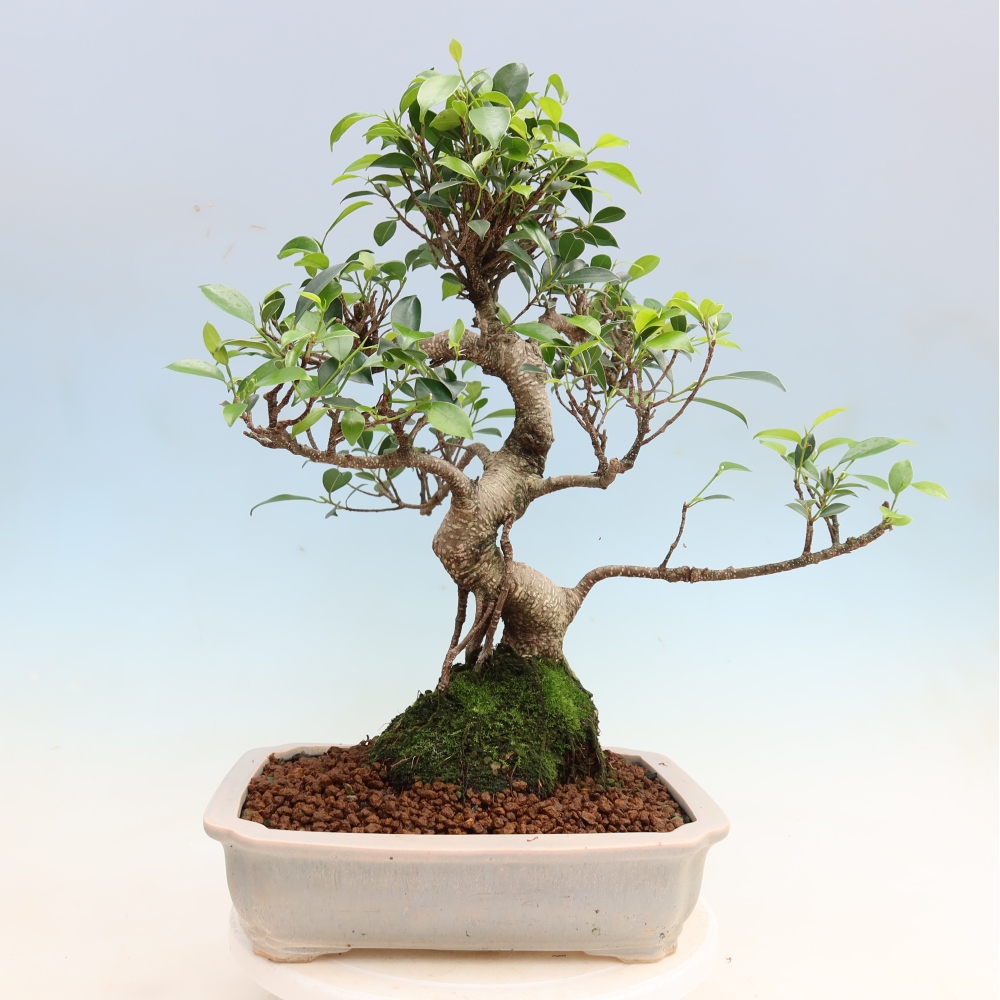 Izbové bonsaje - Ficus kimmen - drobnolistý fikus