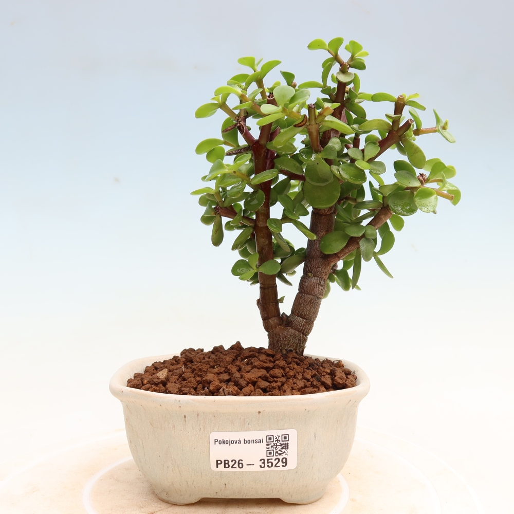Izbové bonsaje - Portulakaria Afra - Tlustice