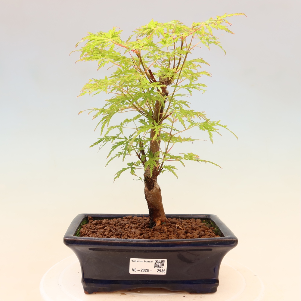 Vonkajší bonsai – Acer palmatum Dissectum – javor dlaňolistý 