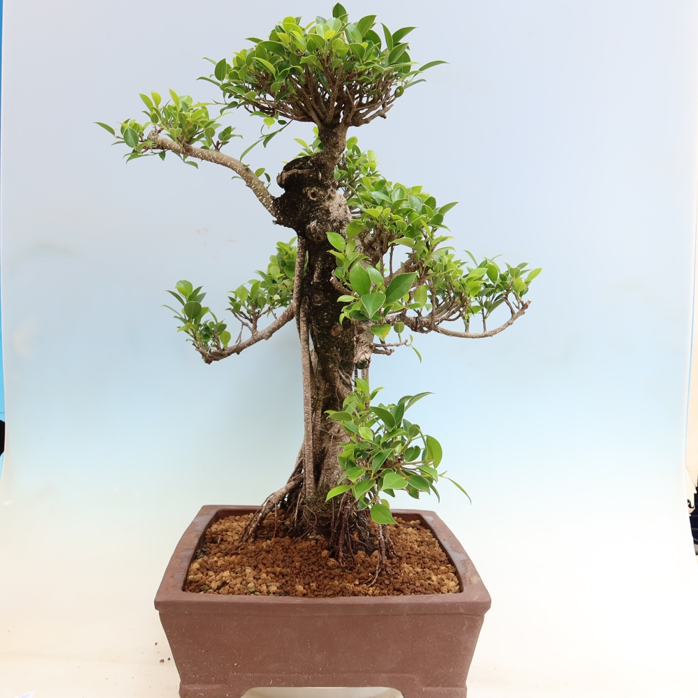 Izbové bonsaje - Ficus kimmen - drobnolistý fikus