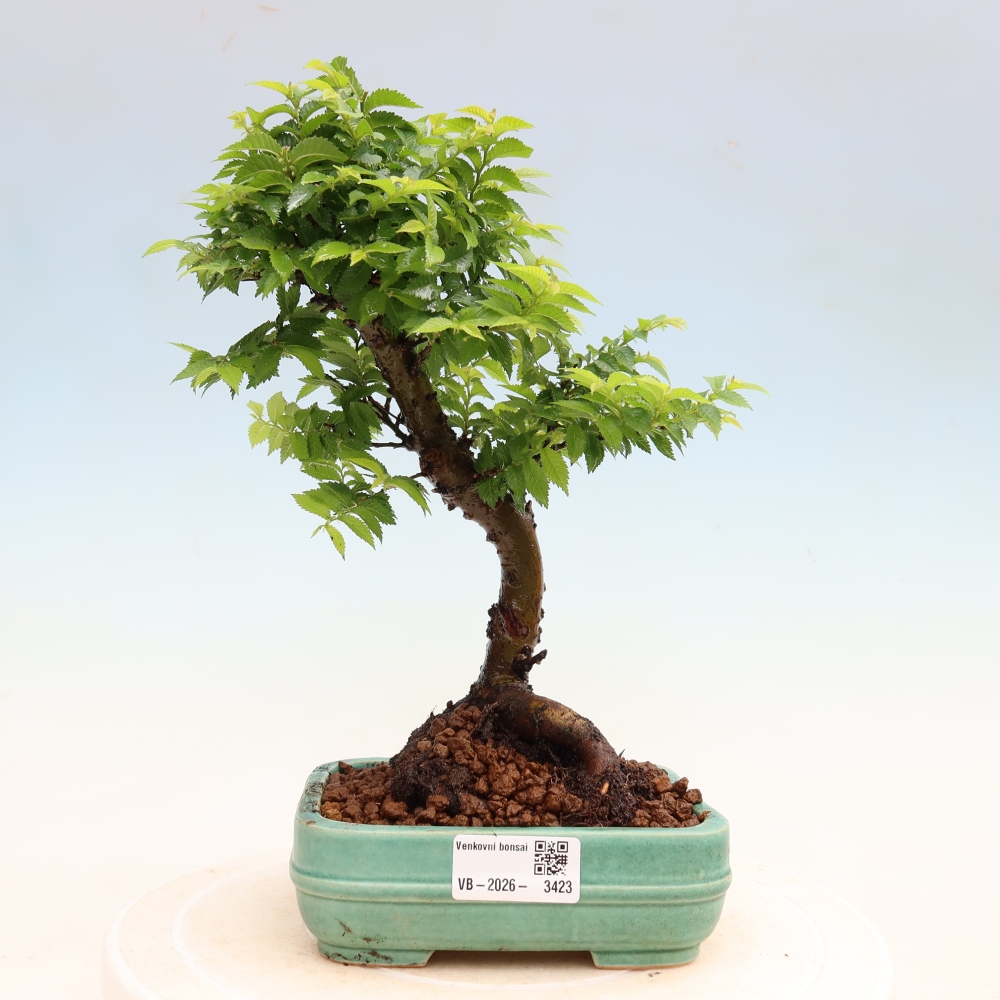 Vonkajší bonsai – Ulmus Jacqueline Hillier – javor krásny