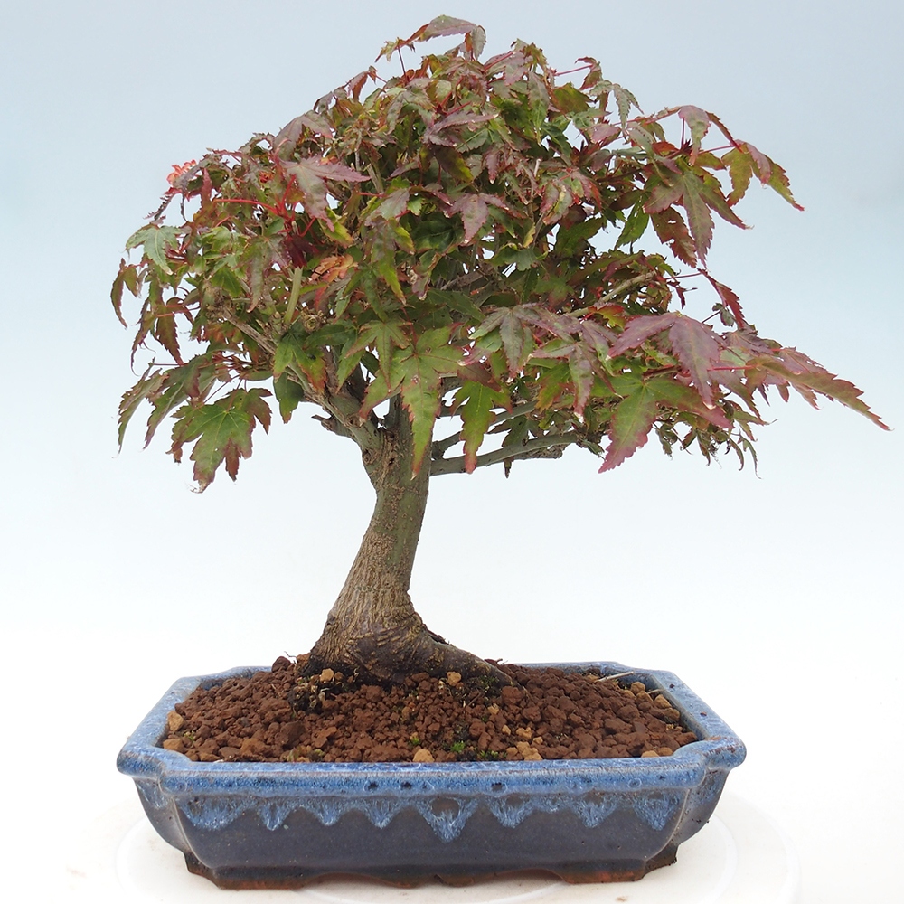 Acer palmatum KIOHIME - Javor palmetový