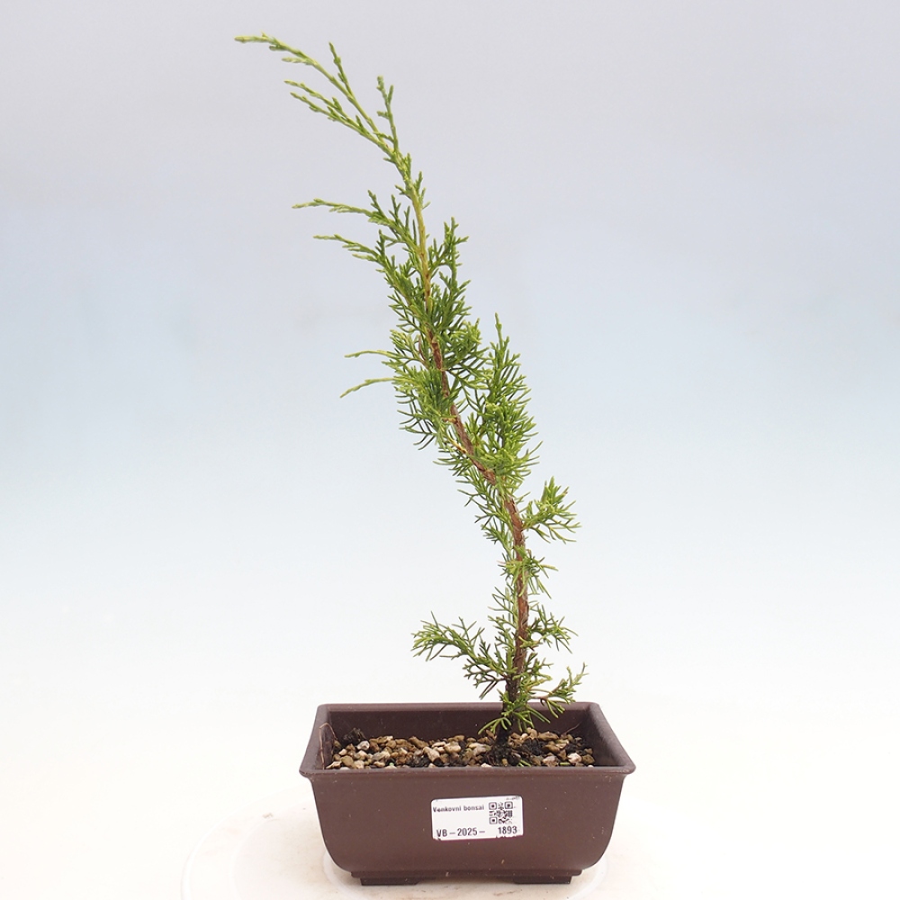 Vonkajší bonsai - Juniperus chinensis Itoigawa -Jalovec čínsky